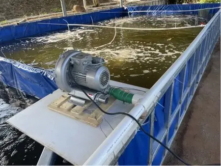 How to use a ring blower for fish farming.jpg